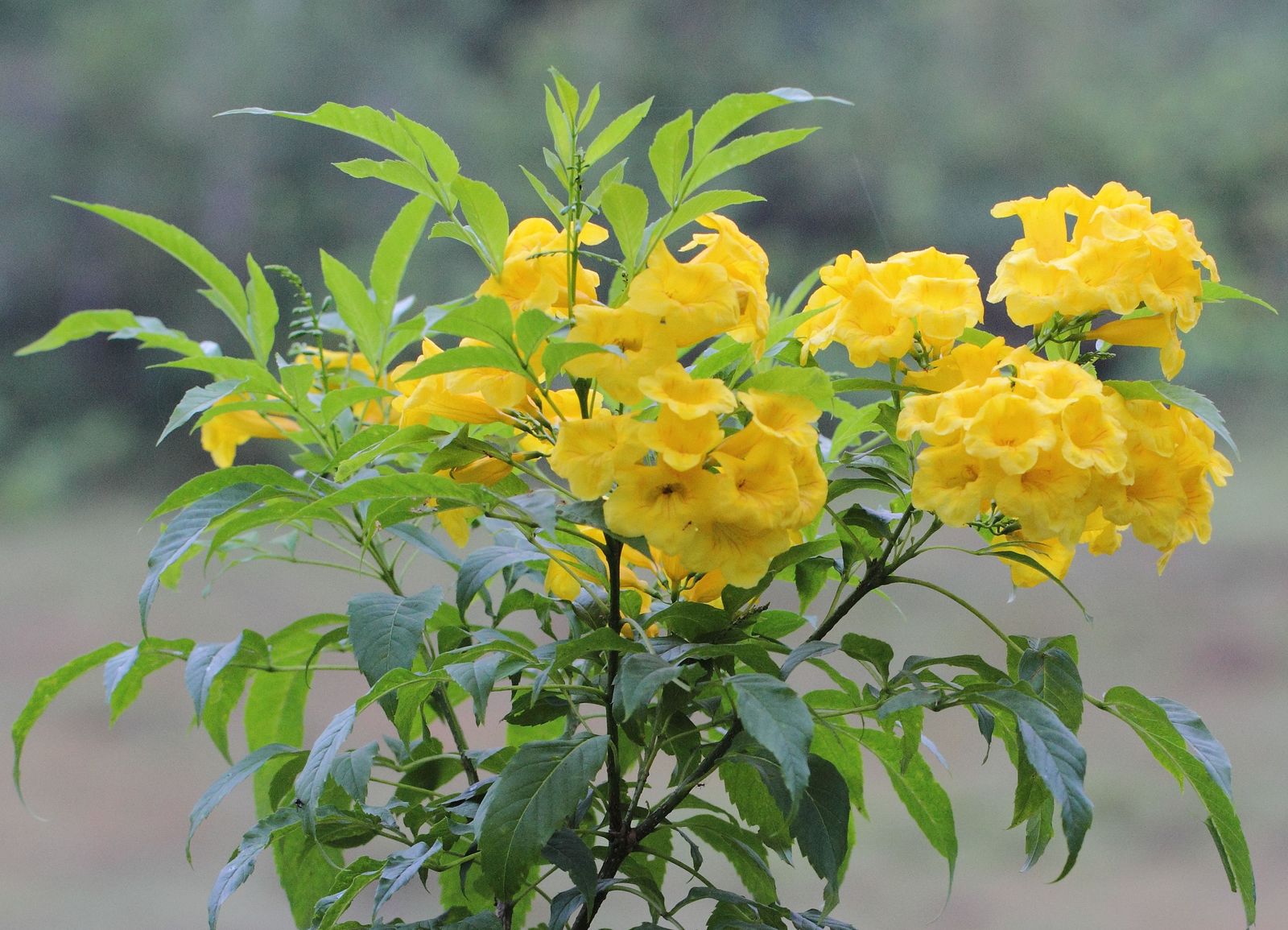 Yellow Rawstone Plant for Your Garden  Seed for Bright and Cheerful Blooms