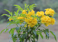 Yellow Rawstone Plant for Your Garden  Seed for Bright and Cheerful Blooms