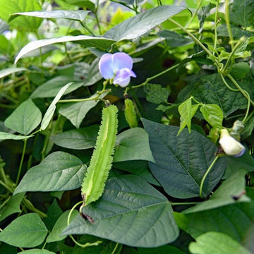Winged Bean Planting Vegetable Seeds  Seed for High-Yielding
