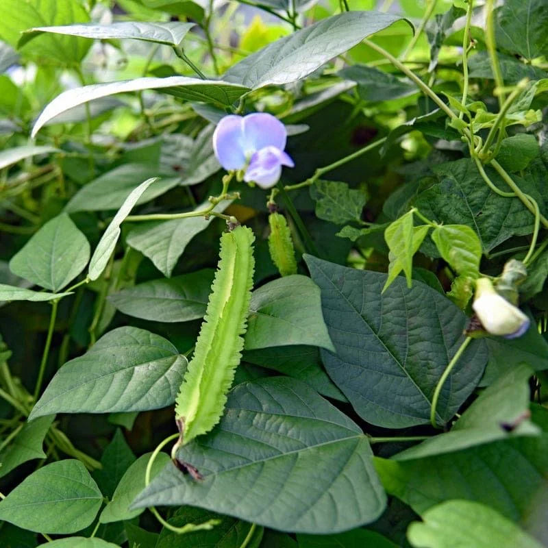 Winged Bean Planting Vegetable Seeds  Seed for High-Yielding