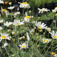 White Cinerariifolium Flower seeds for Planting - Hardy Variety, Heirloom & GMO Free Seeds for Home Garden
 
 Sale for planting in home garden