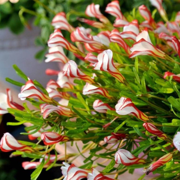 Red White Candy Cane Flower Seeds for Planting  Vibrant Annual Blooms