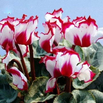 Red White Cyclamen Flower seeds for Planting - Seasonal Bloomer, Heirloom & GMO Free Seeds for Home Garden