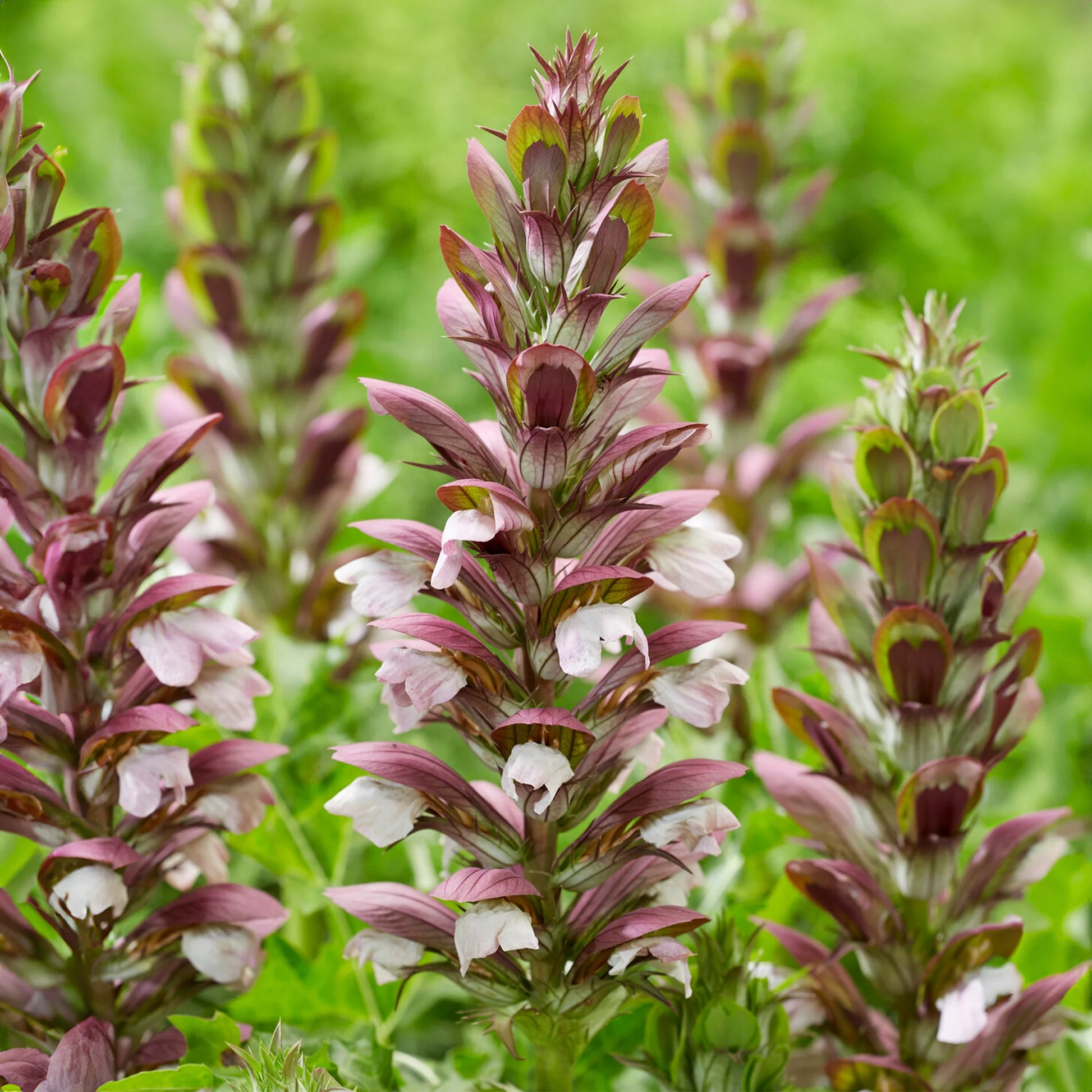 Acanthus Mollis Flower seeds for Planting Pollinator Friendly Heirloom & GMO Free Seeds for Home Garden