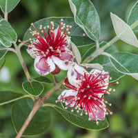 Feijoa Sellowiana Flower seeds for Planting - Easy to Grow, Heirloom & GMO Free Seeds for Home Garden