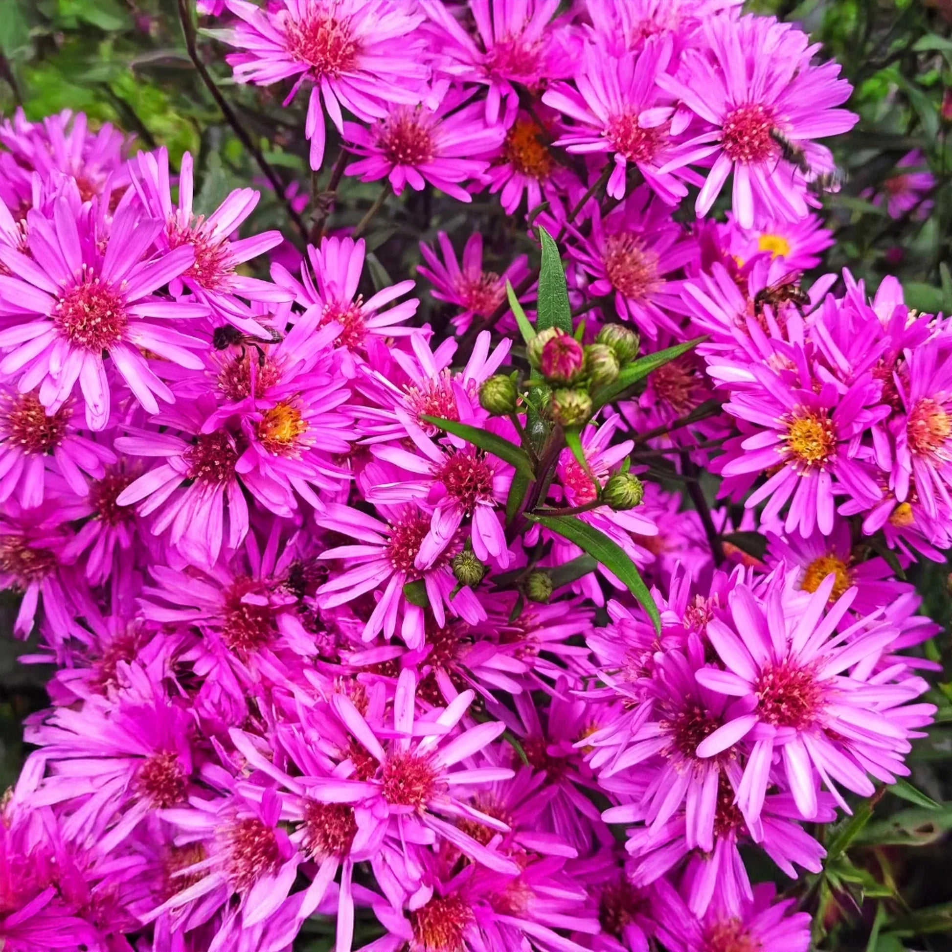 Heirloom Aster Flower seeds for Planting Wildflower Mix Heirloom & GMO Free Seeds for Home Garden