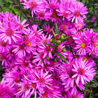 Heirloom Aster Flower seeds for Planting Wildflower Mix Heirloom & GMO Free Seeds for Home Garden