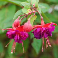 Purple Fuchsia Flower seeds for Planting Perfect for Borders Heirloom & GMO Free Seeds for Home Garden 
 
 Sale