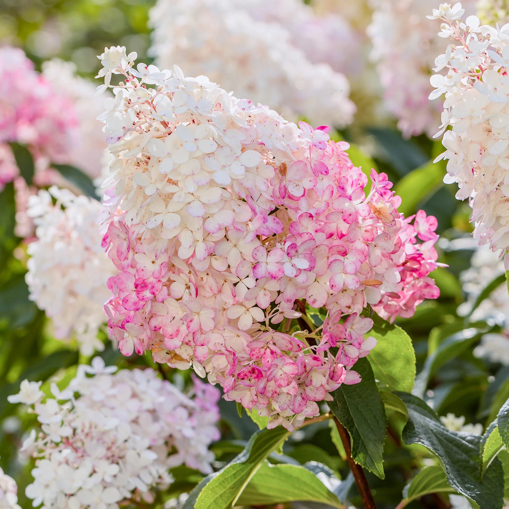 Pink Vanilla Fraise Flower seeds for Planting - Premium Quality, Heirloom & GMO Free Seeds for Home Garden