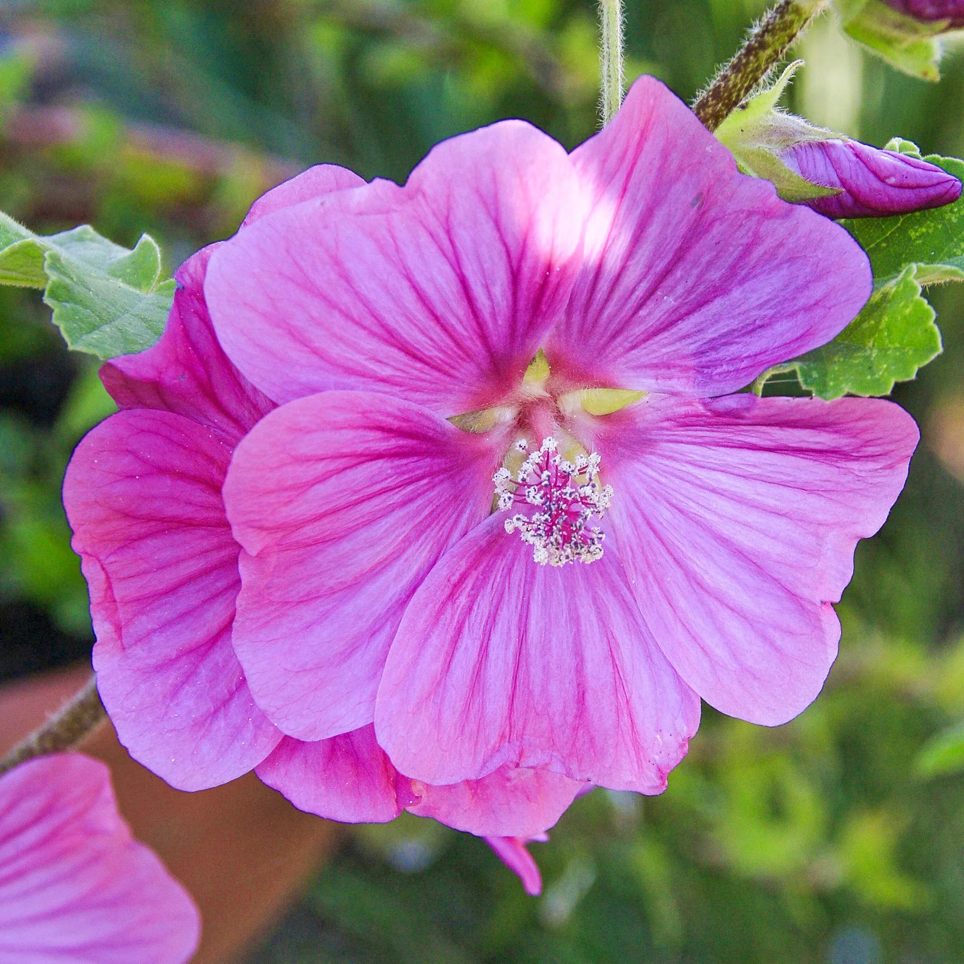 Pink Lavatera Flower seeds for Planting Easy to Grow Heirloom & GMO Free Seeds for Home Garden
 
 Sale