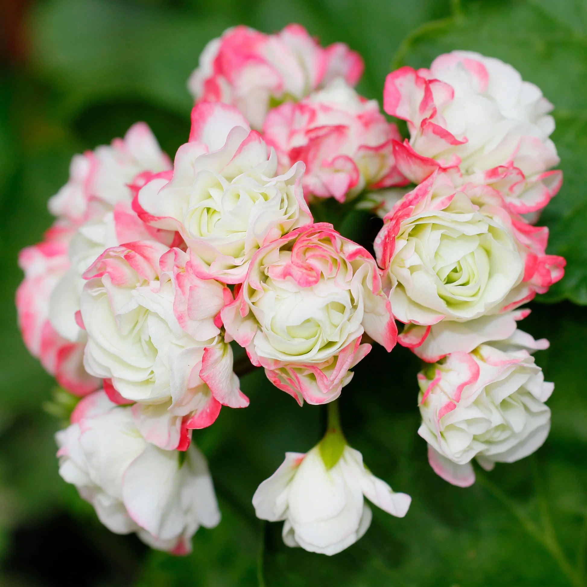 Geranium Apple Blossom Planting Seeds for Vibrant Garden Blooms