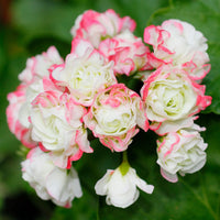 Geranium Apple Blossom Planting Seeds for Vibrant Garden Blooms