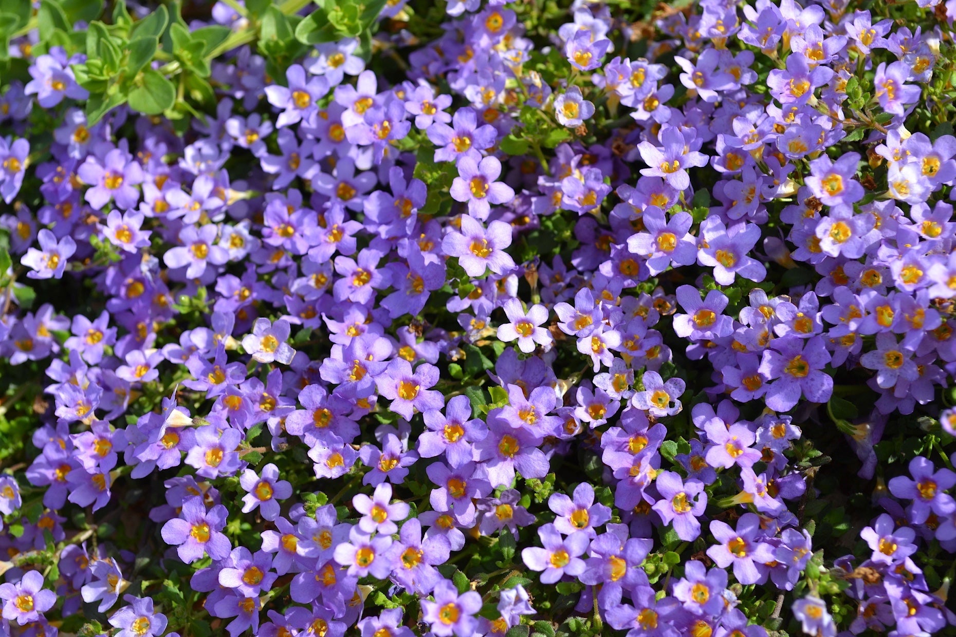 Purple Bacopa Blutopia Flower seeds for Planting - Garden Favorite, Heirloom & GMO Free Seeds for Home Garden