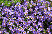Purple Bacopa Blutopia Flower seeds for Planting - Garden Favorite, Heirloom & GMO Free Seeds for Home Garden