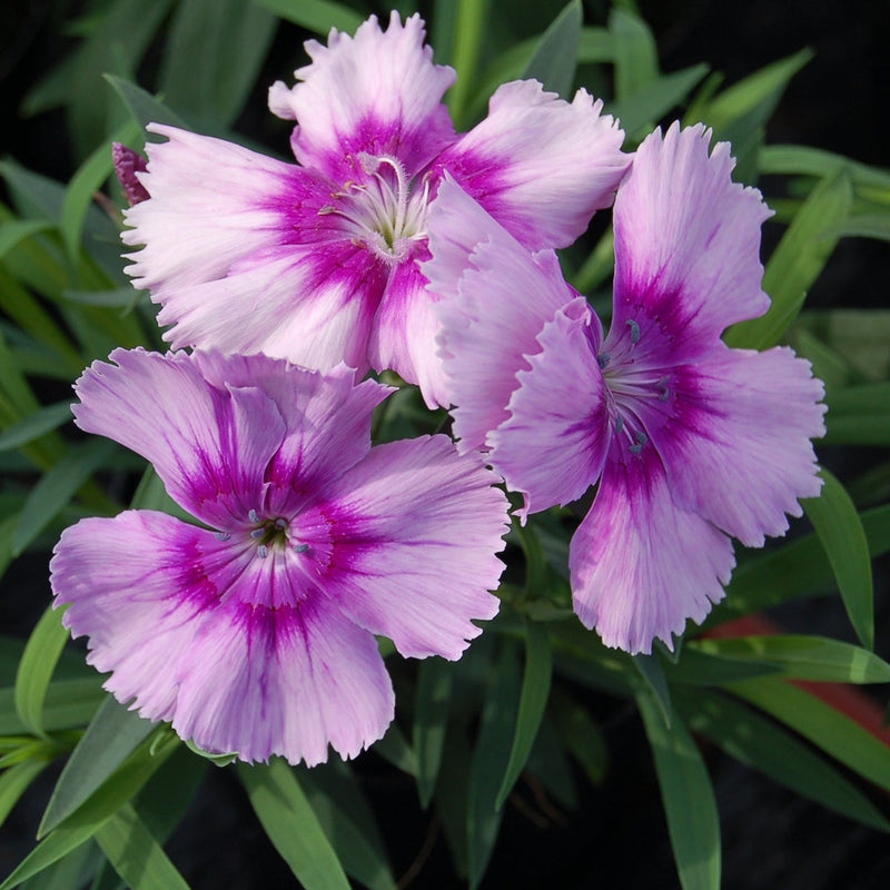 Dianthus Lavender Flower seeds for Planting - Cut Flower Favorite, Heirloom & GMO Free Seeds for Home Garden