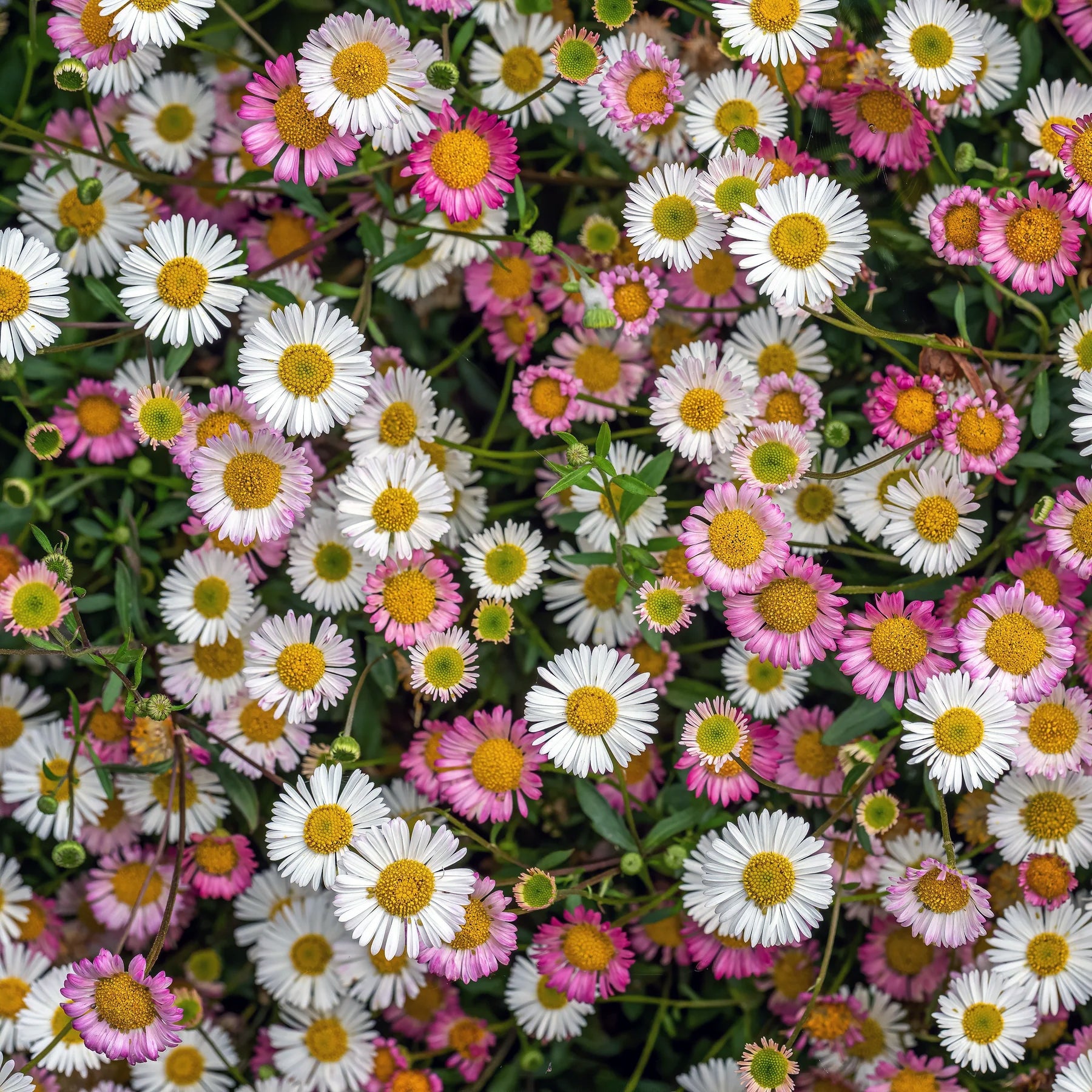 Karvinskianus Flower seeds for Planting - Hardy Variety, Heirloom & GMO Free Seeds for Home Garden