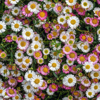Karvinskianus Flower seeds for Planting - Hardy Variety, Heirloom & GMO Free Seeds for Home Garden