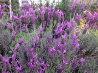 Lavender Avonview Flower seeds for Planting - Bright Blooms, Heirloom & GMO Free Seeds for Home Garden