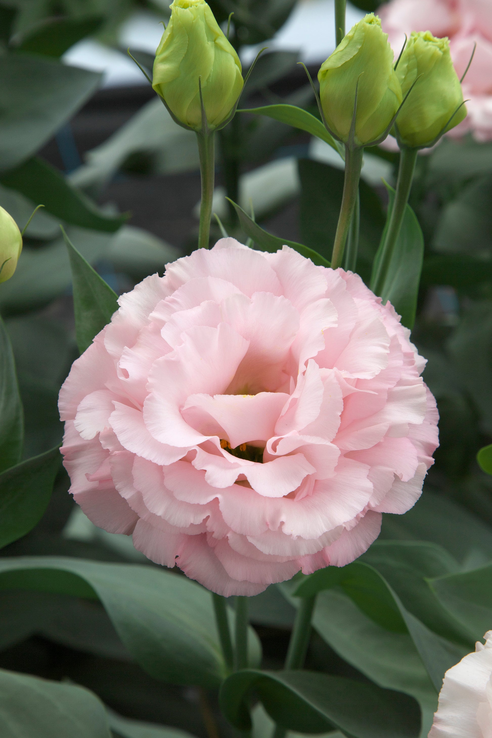 Peach Eustoma (Lisianthus) Flower seeds for Planting Compact Growth Heirloom & GMO Free Seeds for Home Garden
 
 Sale