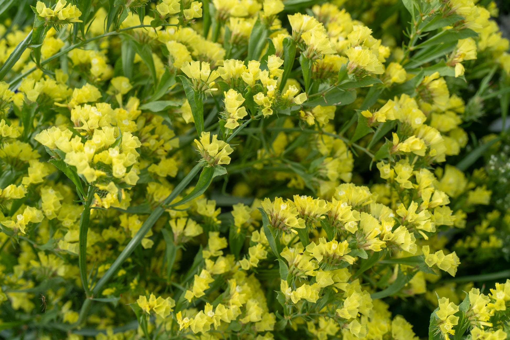 Yellow Statice Flower seeds for Planting - Premium Quality, Heirloom & GMO Free Seeds for Home Garden
