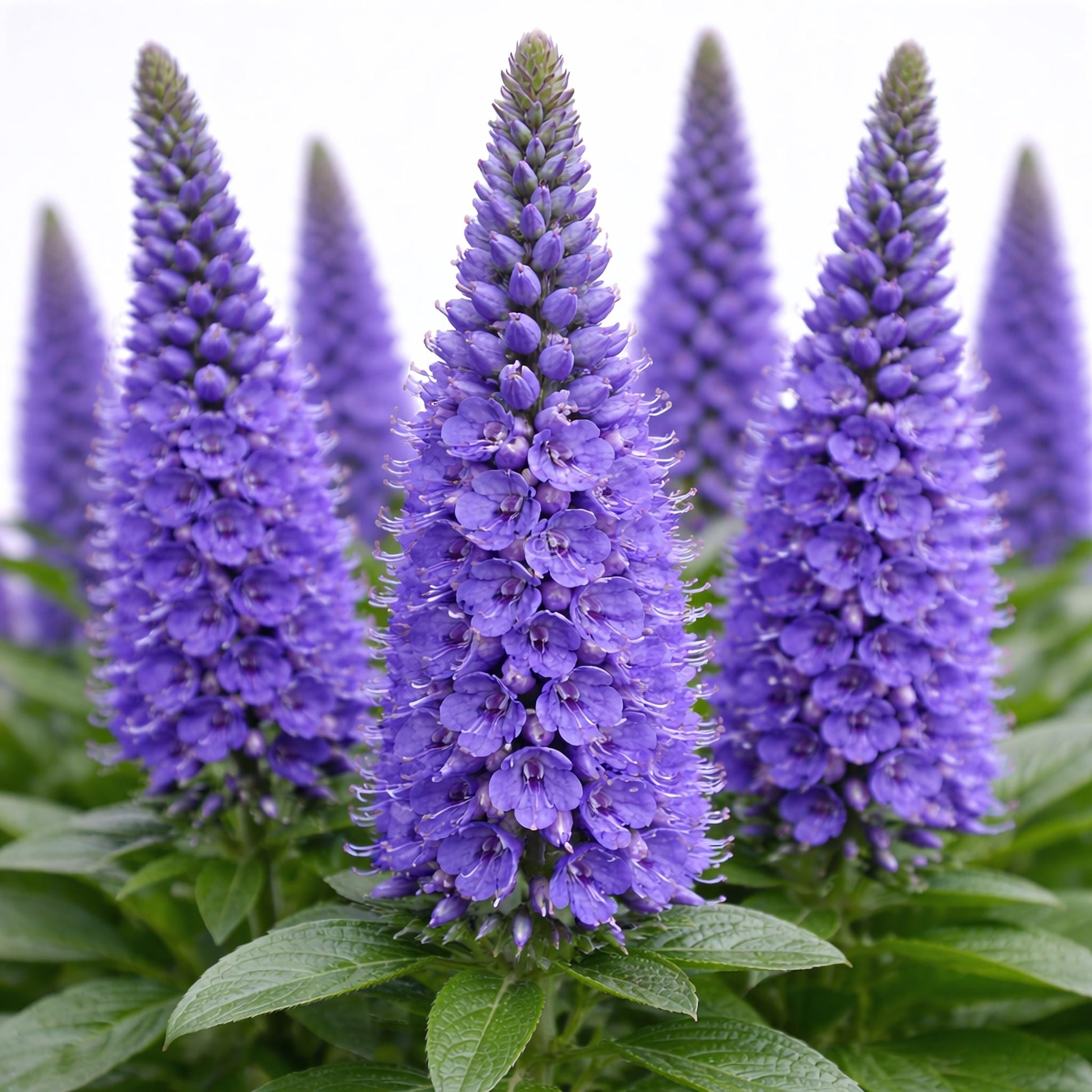 Veronica Spicata Flower seeds for Planting - Pollinator Friendly, Heirloom & GMO Free Seeds for Home Garden