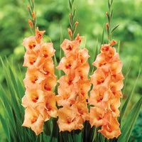 Orange Yellow Gladiolus Seeds for Planting  Vibrant Garden Blooms