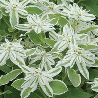 Green Snow on the Mountain Flower seeds for Planting - Long Bloom Season, Heirloom & GMO Free Seeds for Home Garden