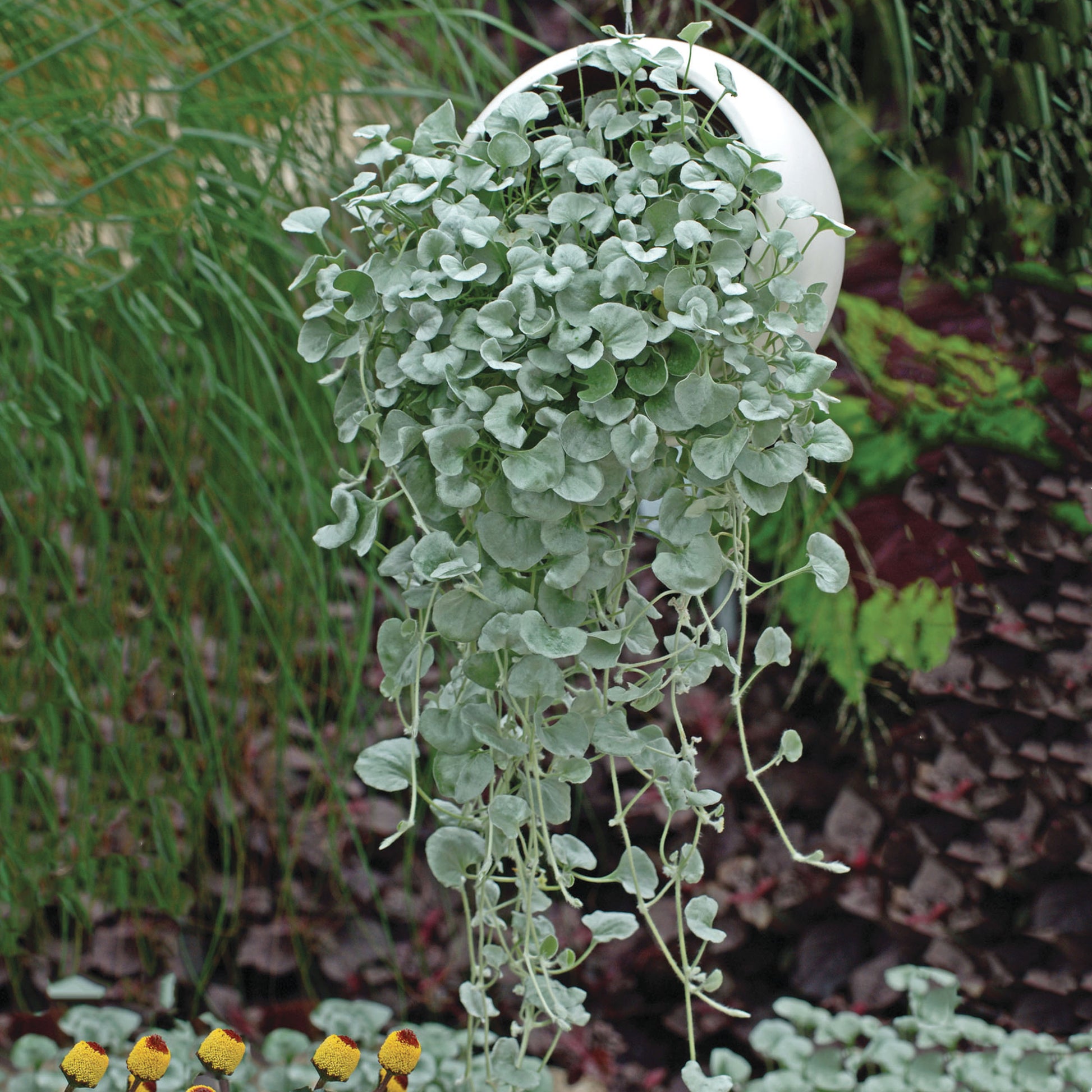 Dichondra Flower seeds for Planting Bright Blooms Heirloom & GMO Free Seeds for Home Garden 
 
 Sale