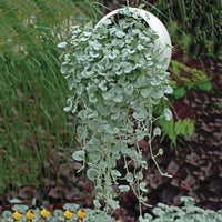 Dichondra Flower seeds for Planting Bright Blooms Heirloom & GMO Free Seeds for Home Garden 
 
 Sale