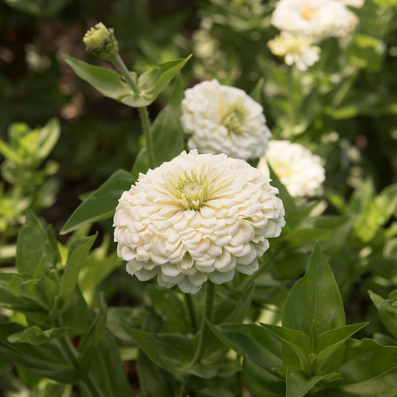 Zinnia Benary Giant White Seeds for Large, White Zinnia Blooms