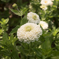 Zinnia Benary Giant White Seeds for Large, White Zinnia Blooms