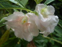 White Balsam Flower Seeds for Planting Bright Blooms Heirloom & GMO Free Seeds for Home Garden
 
 Sale