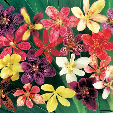 Pardancanda Flower seeds for Planting Low Maintenance Heirloom & GMO Free Seeds for Home Garden