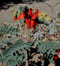 Swainsona Flower seeds for Planting Fragrant Blossoms Heirloom & GMO Free Seeds for Home Garden