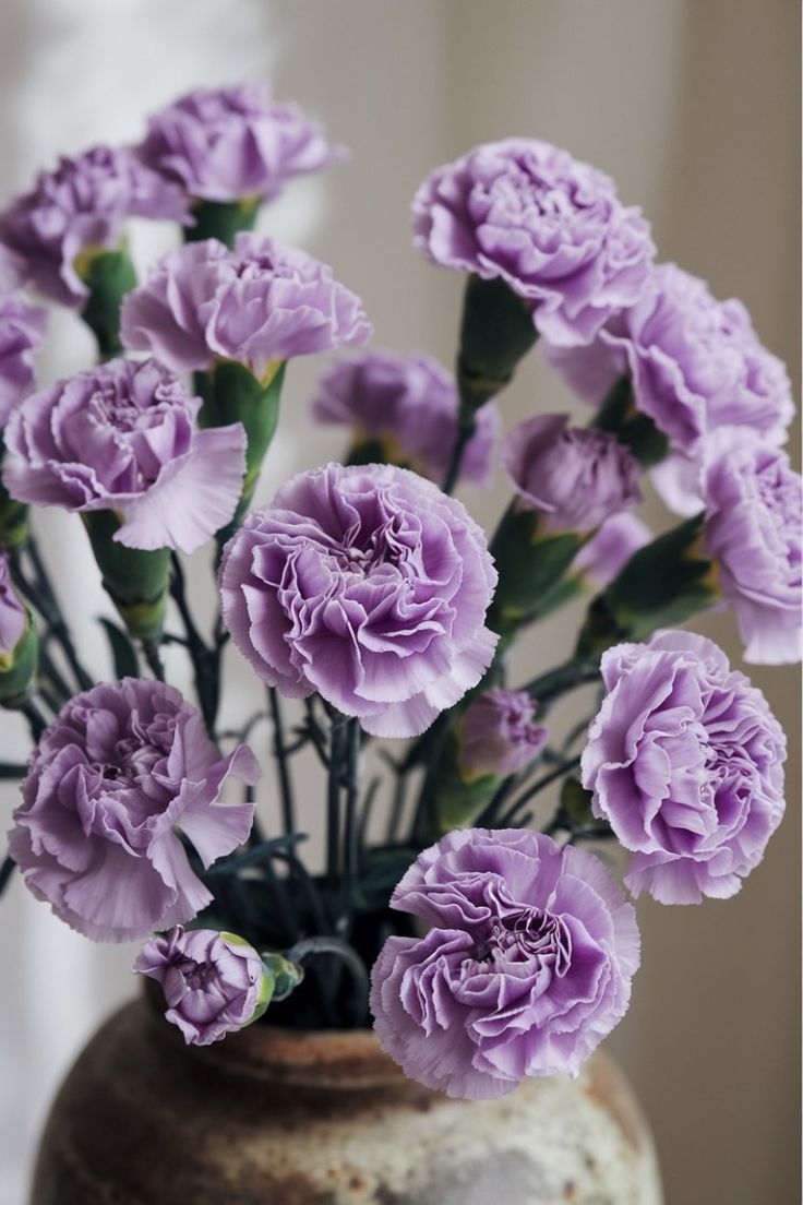 Lavender Carnations Flower seeds for Planting Perfect for Borders Heirloom & GMO Free Seeds for Home Garden 
 
 Sale