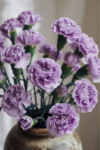 Lavender Carnations Flower seeds for Planting Perfect for Borders Heirloom & GMO Free Seeds for Home Garden 
 
 Sale