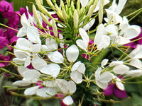 White Cleome Flower seeds for Planting - Long Bloom Season, Heirloom & GMO Free Seeds for Home Garden