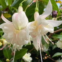 White Fuchsia Hybrida Flower Seeds for Planting – Cut Flower Favorite Heirloom & NonGMO Seeds for Home Garden
 
 Sale