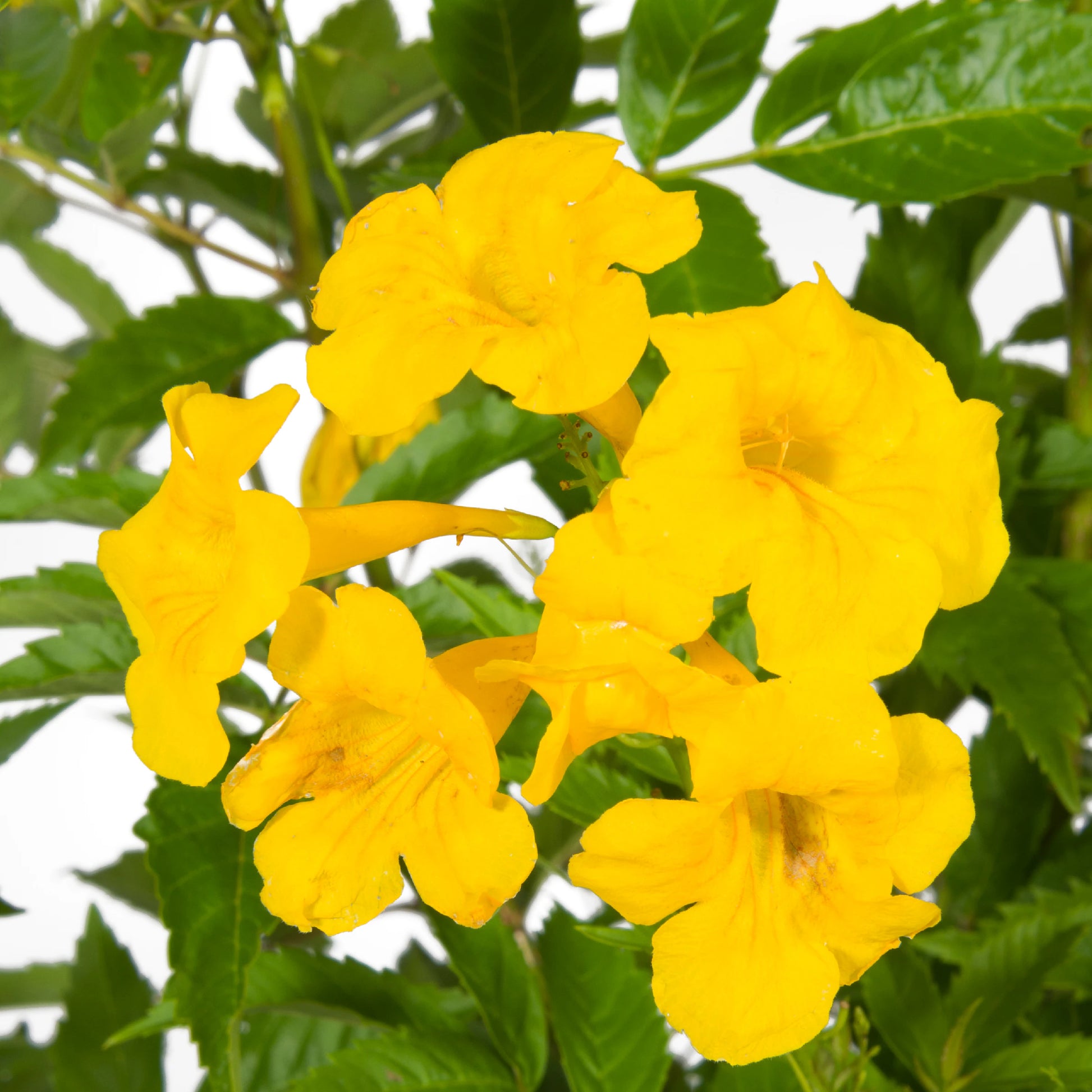 Esperanza Flower seeds for Planting - Vibrant Colors, Heirloom & GMO Free Seeds for Home Garden