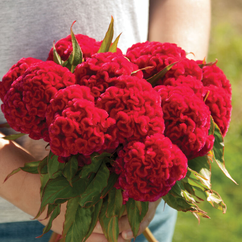 Celosia (Celosia Flower) seeds for planting in home garden