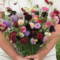 Pincushion Flower seeds for Planting Cottage Garden Essential Heirloom & GMO Free Seeds for Home Garden