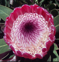 Pink Protea Flower seeds for Planting - Pollinator Friendly, Heirloom & GMO Free Seeds for Home Garden