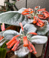 Red Sinningia Leucotricha Flower seeds for Planting - Low Maintenance, Heirloom & GMO Free Seeds for Home Garden