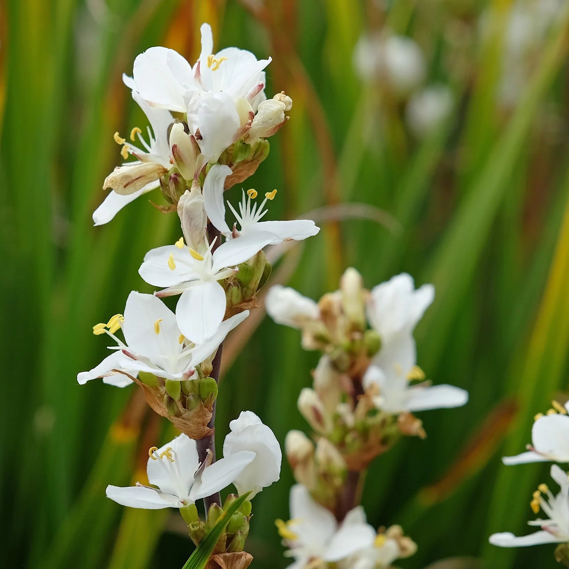White Libertia Flower seeds for Planting - Shade Tolerant, Heirloom & GMO Free Seeds for Home Garden
