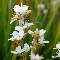 White Libertia Flower seeds for Planting - Shade Tolerant, Heirloom & GMO Free Seeds for Home Garden