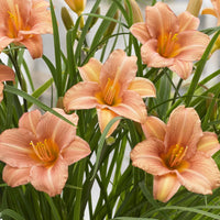 Pink Cream Hemerocallis Flower Seeds for Planting Wildflower Mix Heirloom & GMO Free Seeds for Home Garden
 
 Sale