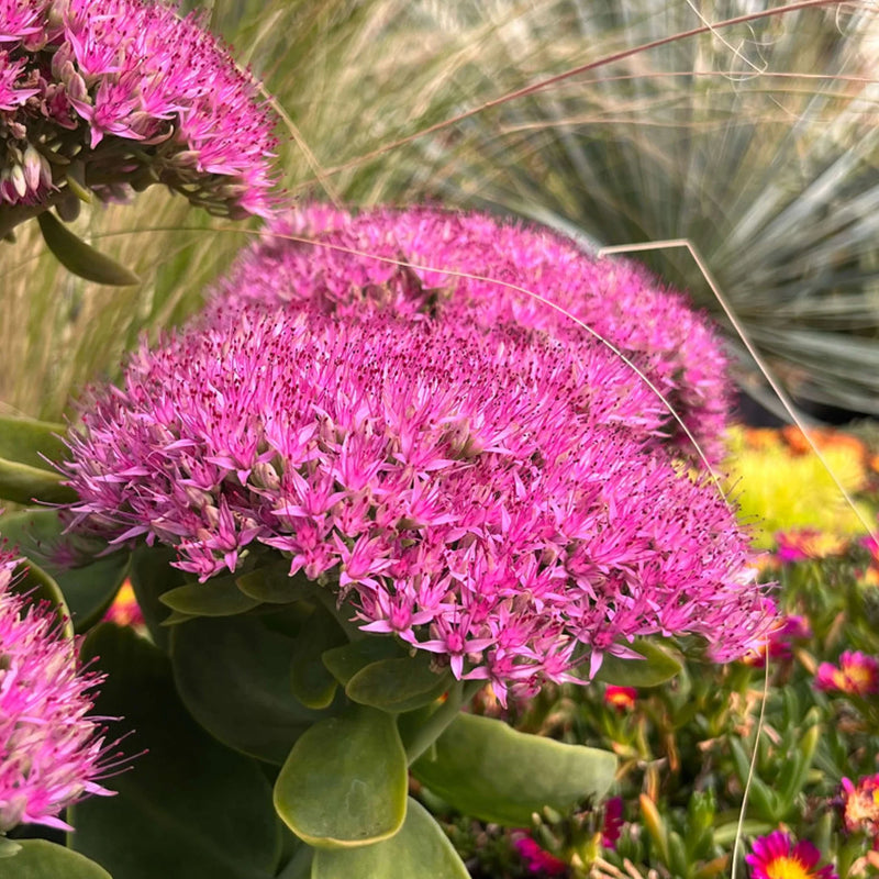 Pink Sedum Flower seeds for Planting - Drought Tolerant, Heirloom & GMO Free Seeds for Home Garden