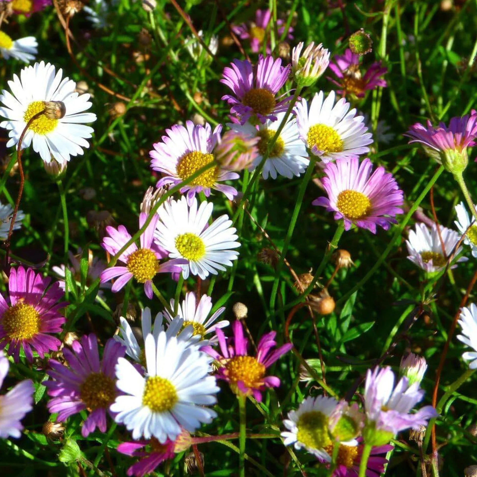 Mixed Erigeron Flower seeds for Planting - Drought Tolerant, Heirloom & GMO Free Seeds for Home Garden