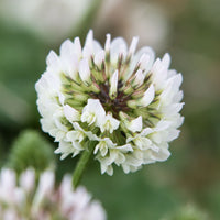 White Clover Seeds for Planting: Premium Flower Collection