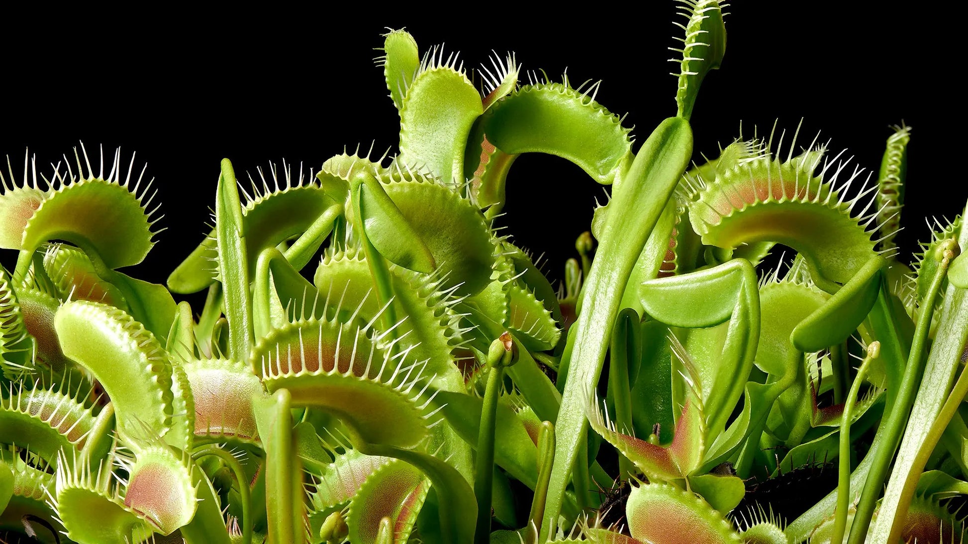 Carnivorous Flower seeds for Planting Pollinator Friendly Heirloom & GMO Free Seeds for Home Garden